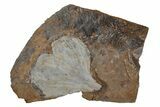Fossil Ginkgo Leaf From North Dakota - Paleocene #215483-1